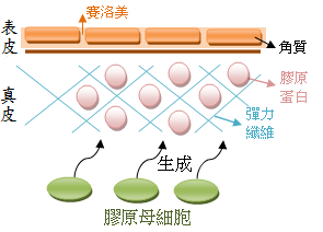 肌膚膠原蛋白生成示意圖