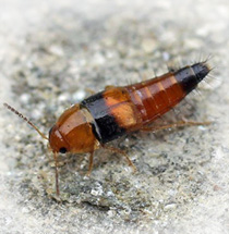 隱翅蟲 (圖片來源：維基百科)