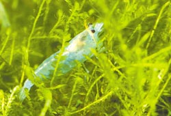 藍絲絨蝦  (圖片來源：中國時報／鄧博仁 攝)
