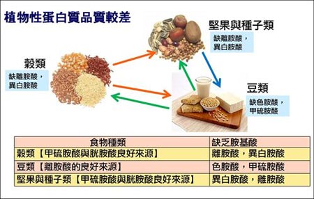 植物性蛋白質優缺點(圖片來源：營養師Stella的減肥&營養部落格)