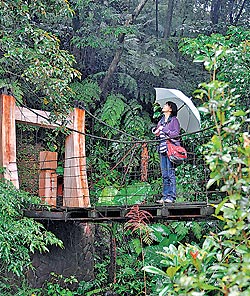 ▲桂花吊橋橫跨大坑溪，是桂花步道景點之一，造型小巧可愛。攝影  王英豪