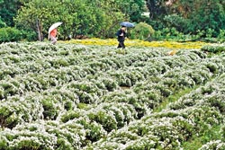 ▲每年10月底苗栗銅鑼杭菊花開，宛如大地鋪上瑞雪，遊客請小心勿當「踩」花賊。攝影  陳志東