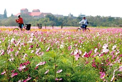 ▲冬季的苗栗處處花海，其中又以通霄160公頃花海最壯觀。攝影  陳志東