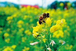 ▲苗栗農改場主要以蠶跟蜜蜂為研究主題，還會訓練蜜蜂不撞牆，非常可愛。攝影  陳志東