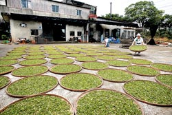 ▲梅雨季節是東方美人茶採收季節，以傳統日曬製茶的日新茶園，每天要配合天氣搬來搬去好幾回。攝影  陳志東