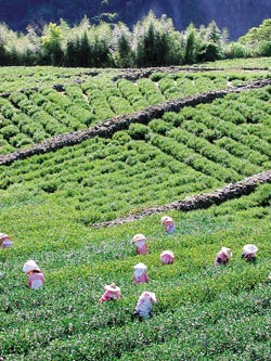 ▲信義鄉玉山茶區的高山茗品極為搶手。攝影  沈揮勝