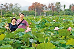 ▲夏天的白河蓮花盛開，7月底前賞花最壯觀。攝影  陳志東