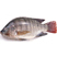吳郭魚