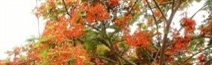 溪州追獵火紅鳳凰花 遊客絡繹於途
