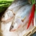 鱸魚